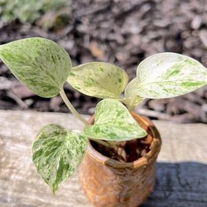 EPIPREMNUM AUREUM 'SNOW QUEEN' Pothos